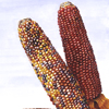 miniature indian corn